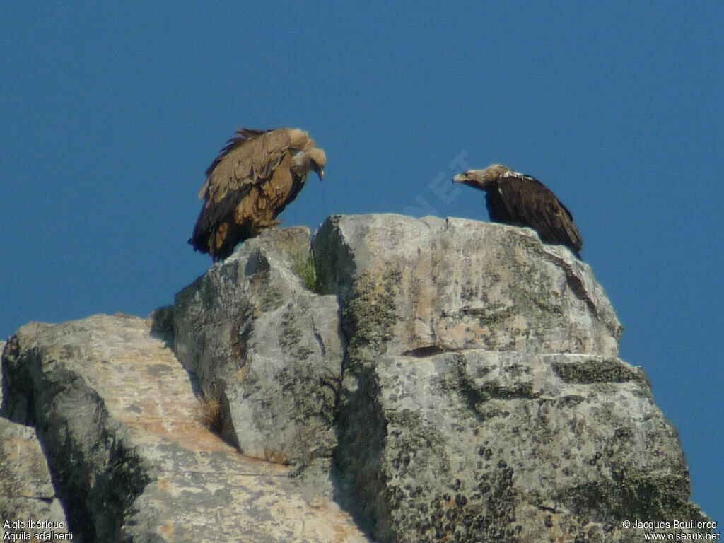 Aigle ibériqueadulte, Comportement