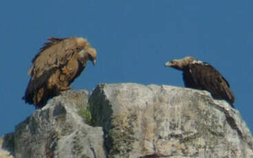 Aigle ibérique