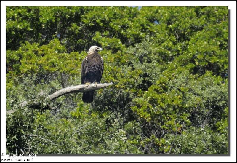 Spanish Imperial Eagle female adult, pigmentation, fishing/hunting