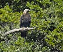 Spanish Imperial Eagle