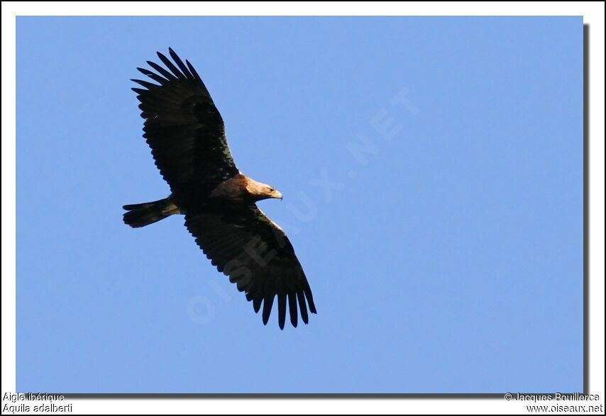 Aigle ibérique femelle adulte