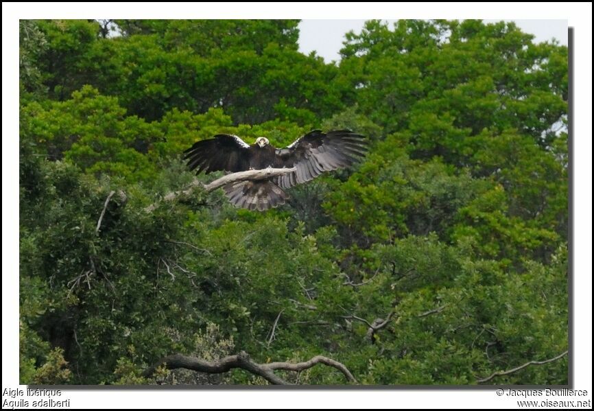 Spanish Imperial Eagle female adult