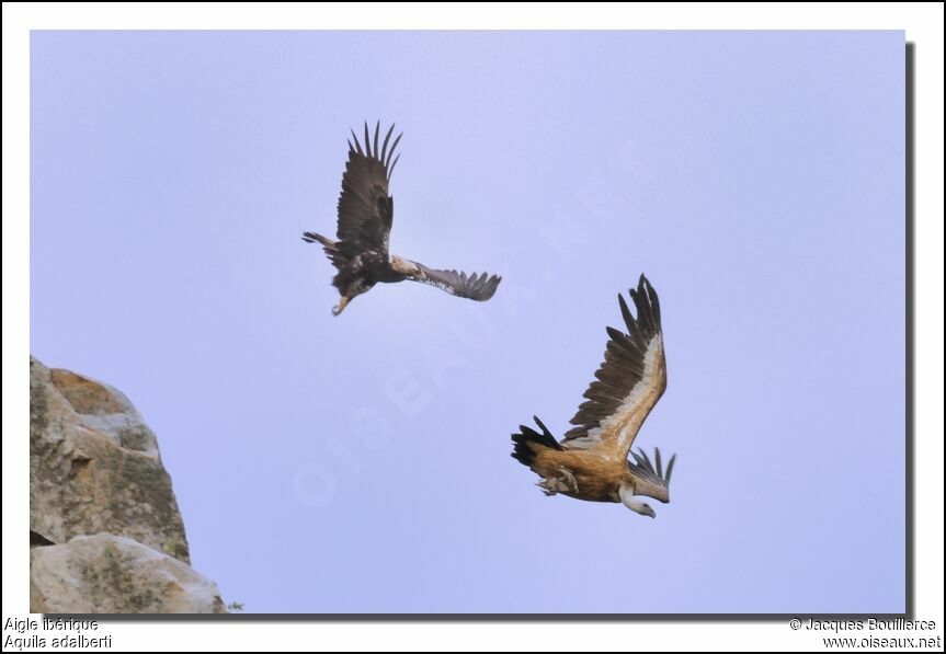 Spanish Imperial Eagle female adult, Behaviour