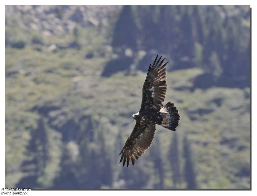 Golden Eagleimmature, Flight