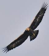 Golden Eagle