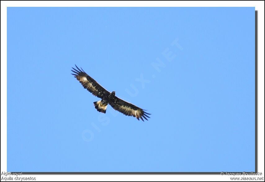 Golden Eagle female adult