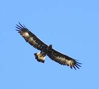 Golden Eagle