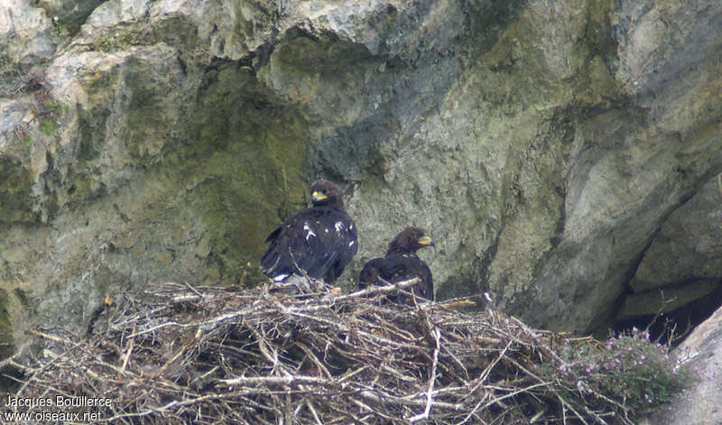 Golden Eagle, Reproduction-nesting