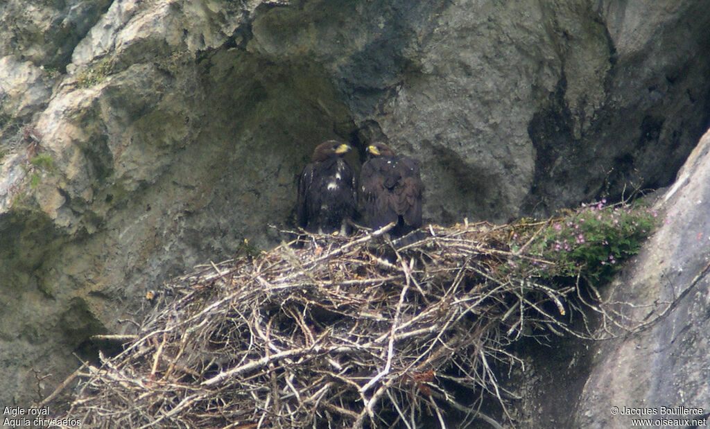 Aigle royal1ère année