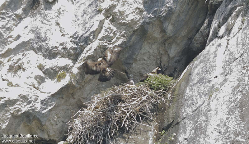 Golden Eagle, habitat, Reproduction-nesting