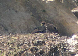 Golden Eagle