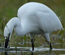 Aigrette garzette