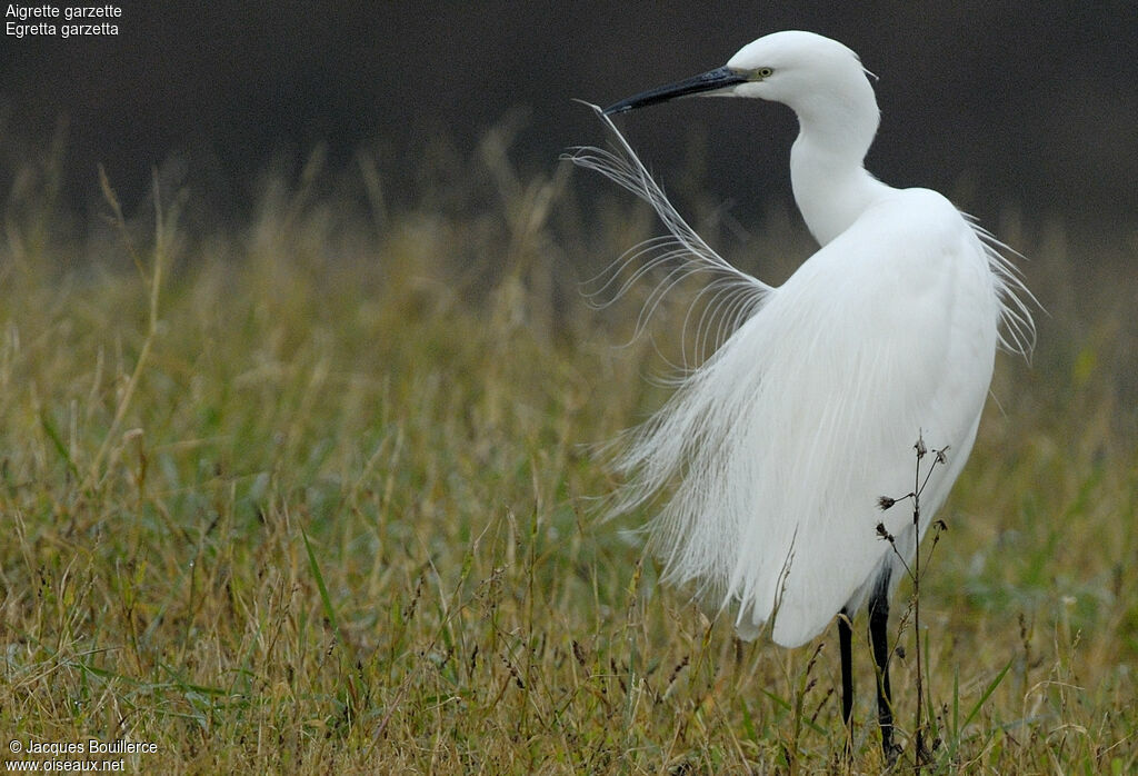 Aigrette garzette