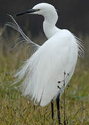 Little Egret