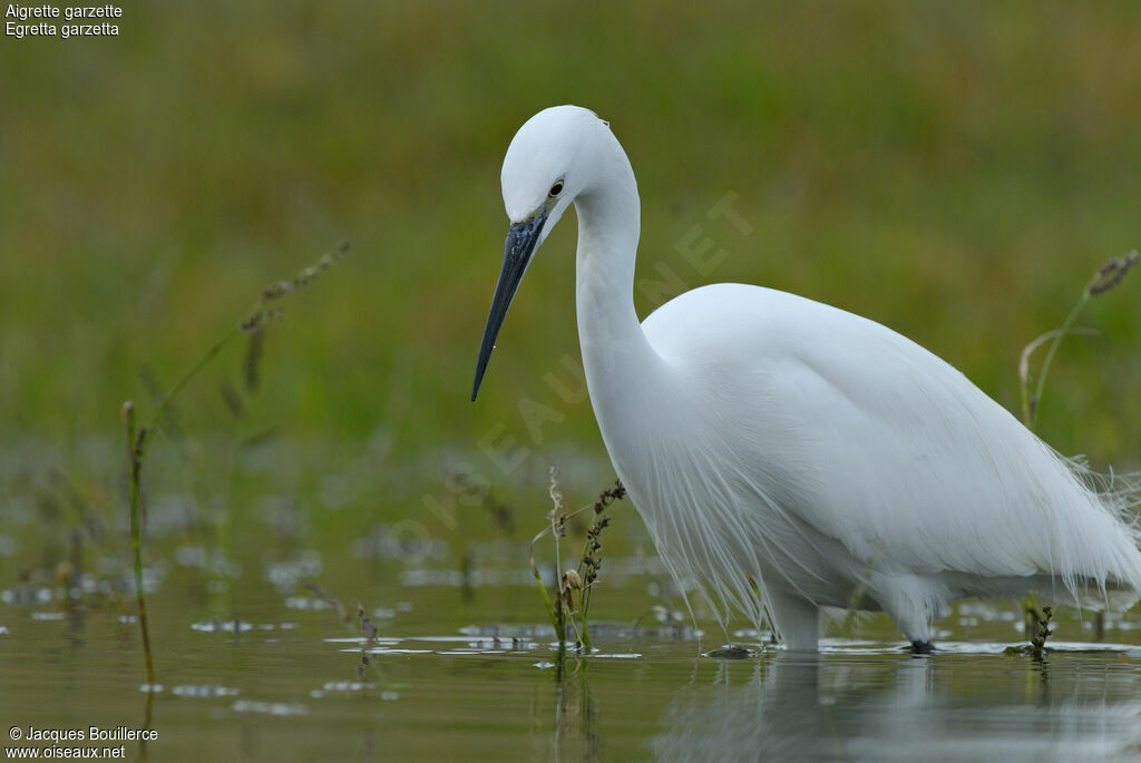 Little Egret