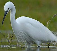 Aigrette garzette