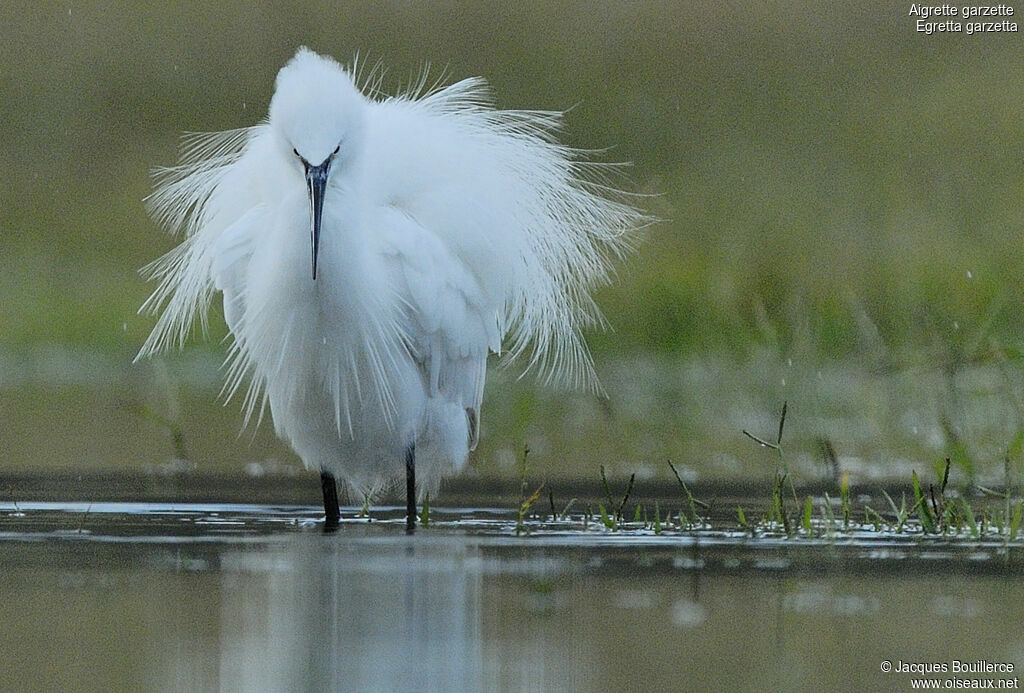 Little Egret