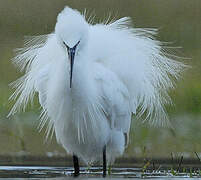 Little Egret