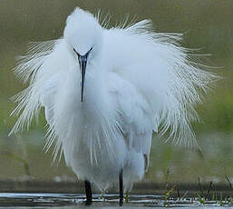 Aigrette garzette