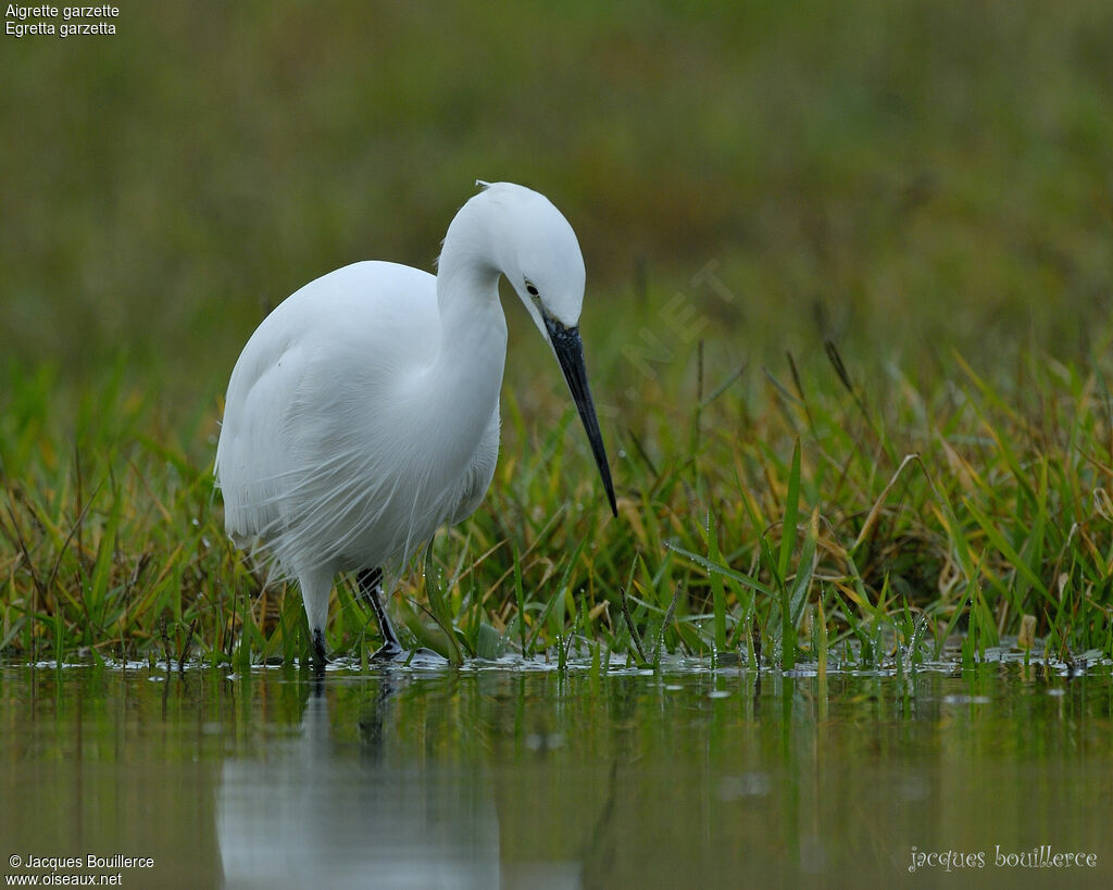 Aigrette garzette