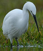 Aigrette garzette