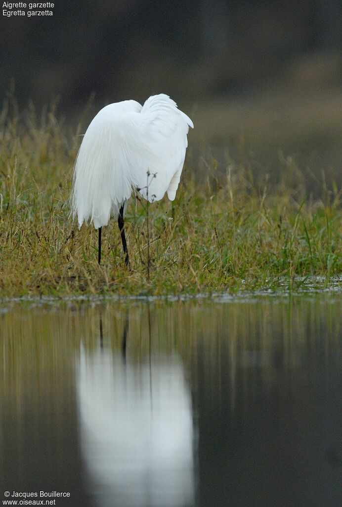 Aigrette garzette