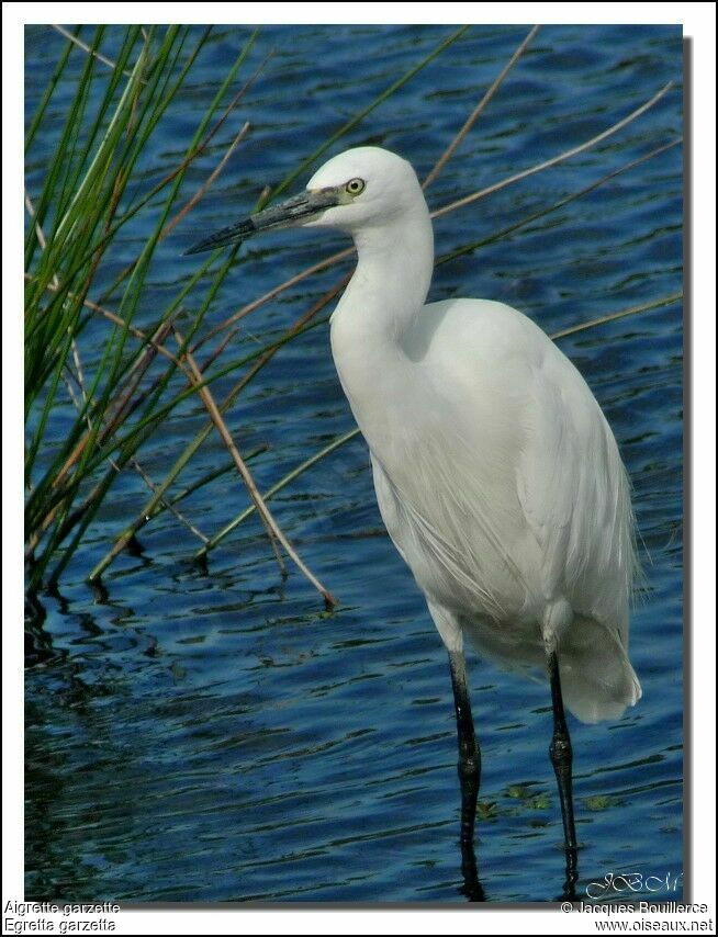 Aigrette garzette