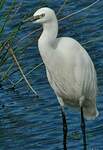 Aigrette garzette