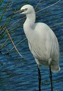 Little Egret