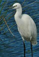 Aigrette garzette