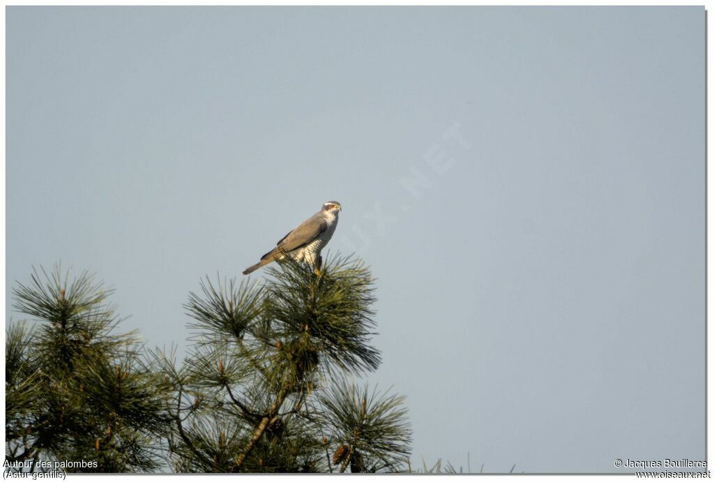 Eurasian Goshawk female adult