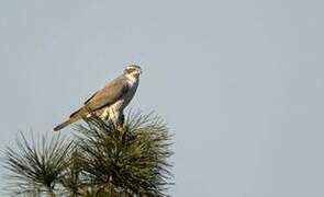 Northern Goshawk