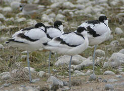 Avocette élégante