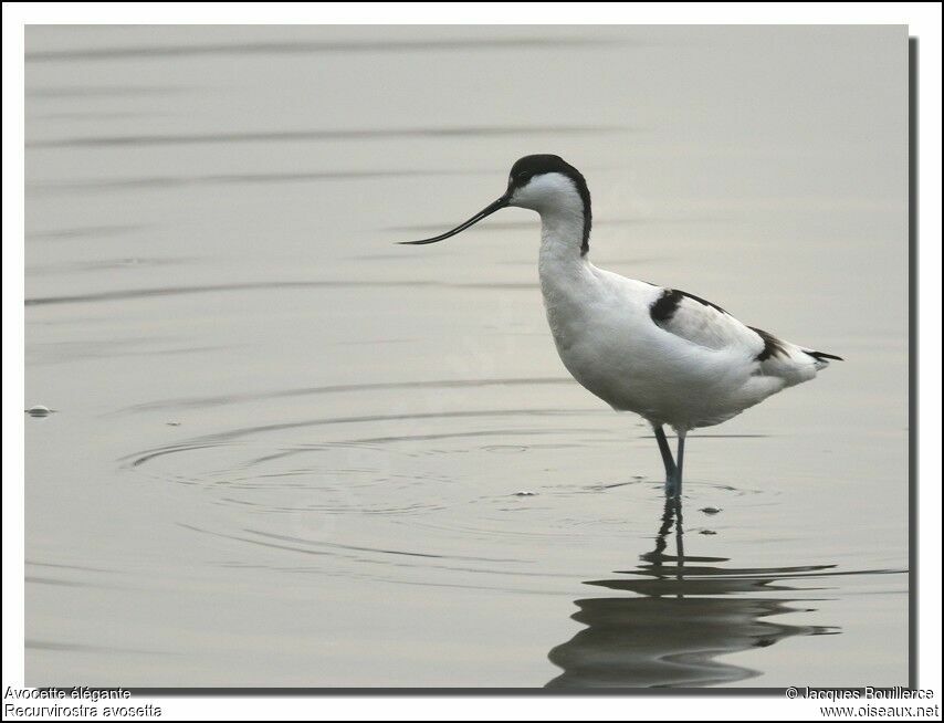 Pied Avocet