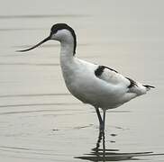 Pied Avocet