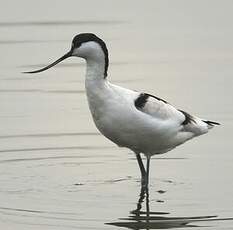 Avocette élégante