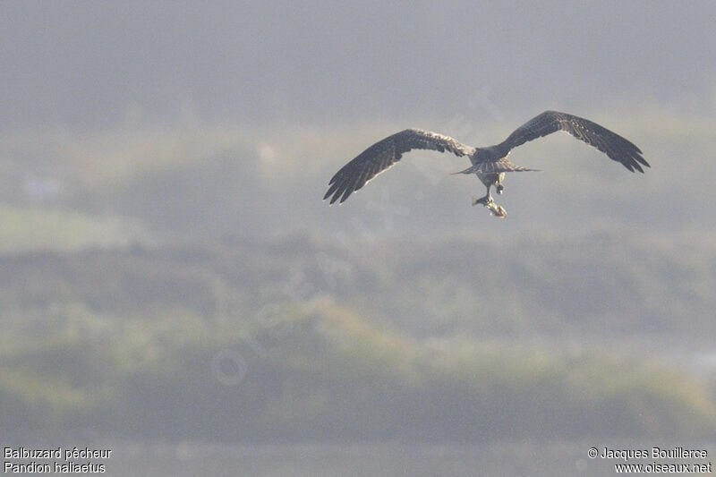 Balbuzard pêcheur