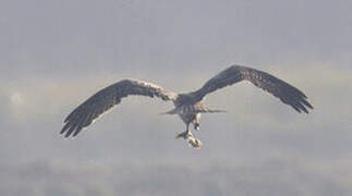 Western Osprey