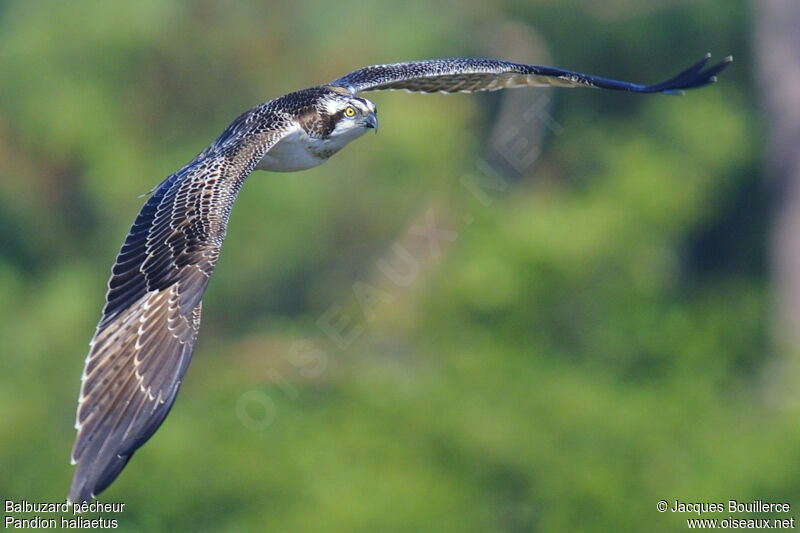 Western Osprey