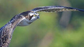 Western Osprey