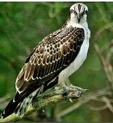 Western Osprey