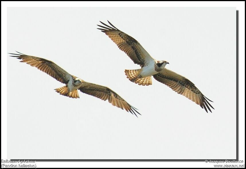 Western Ospreyjuvenile