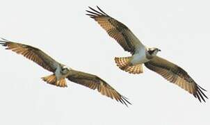 Western Osprey