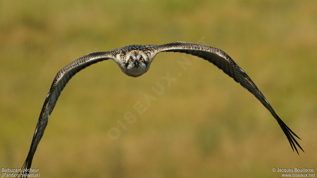 Western Osprey