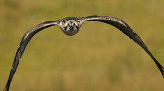 Western Osprey