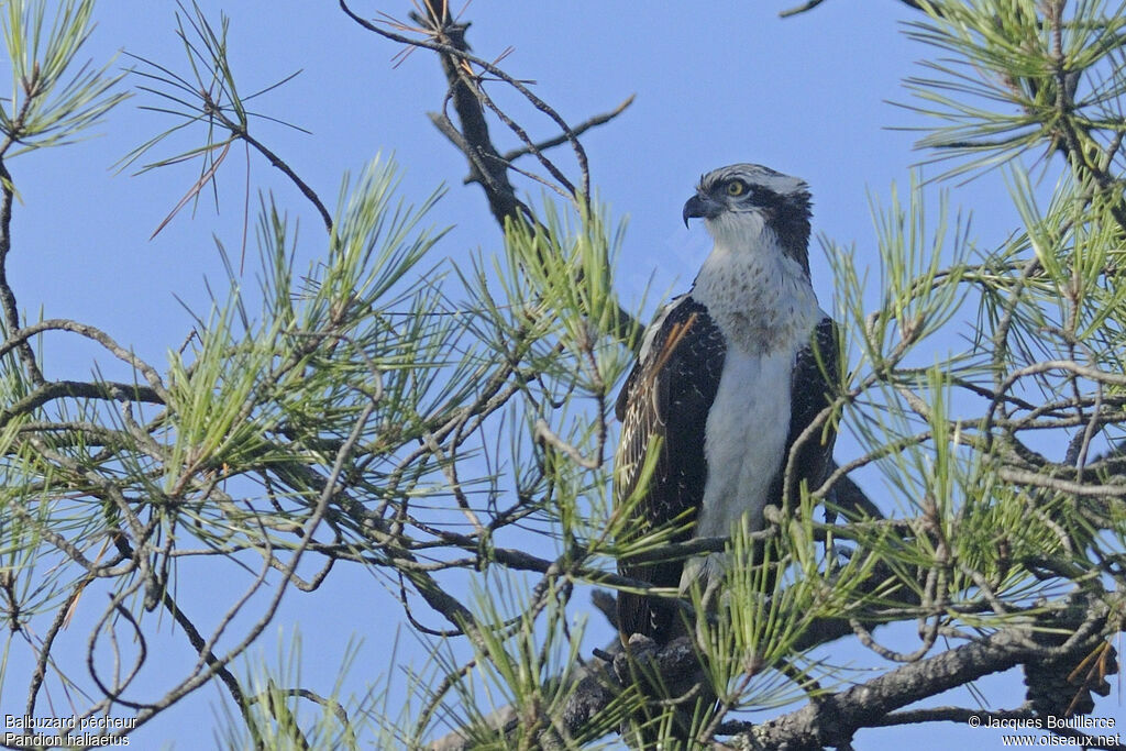 Balbuzard pêcheurjuvénile