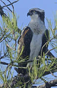 Western Osprey