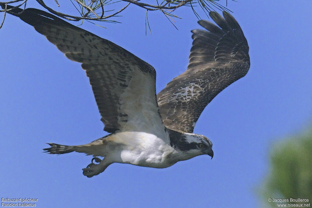 Ospreyjuvenile, Flight