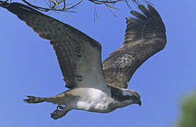 Western Osprey