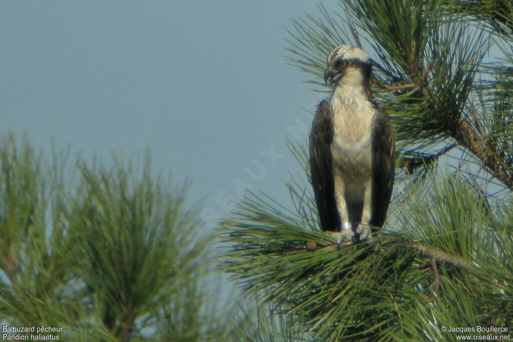 Balbuzard pêcheuradulte, identification